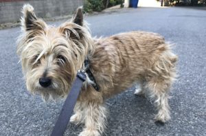 dog pulls away from walker